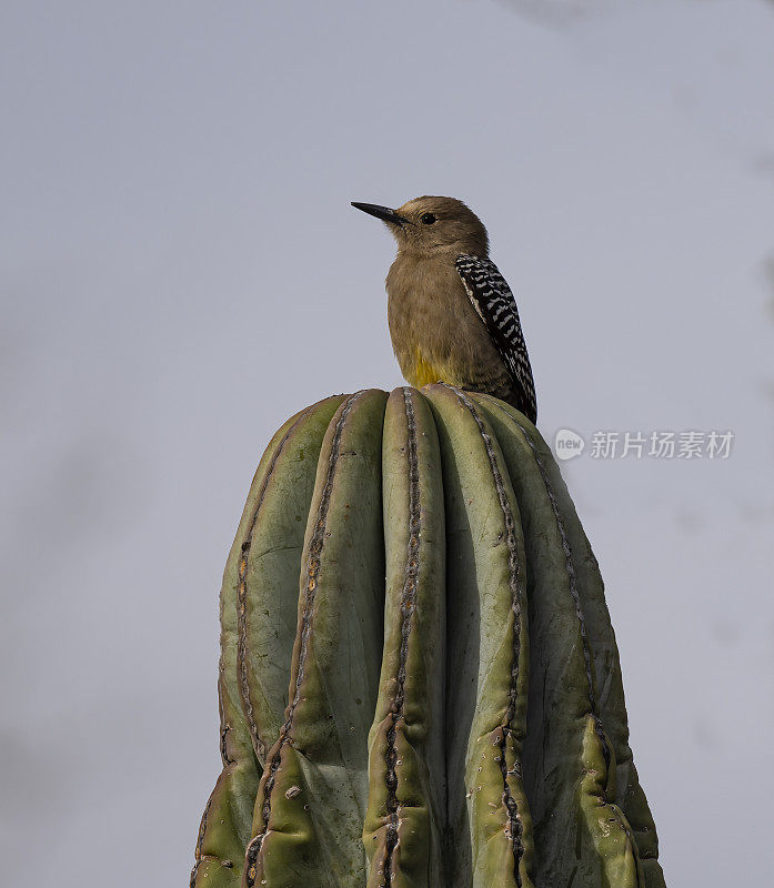 Gila啄木鸟，Melanerpes uropygialis，是一种中型啄木鸟，生活在美国西南部和墨西哥西部的沙漠地区。下加利福尼亚南部，墨西哥。